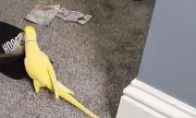 Chatty Parrot Exposes Drug Gang by Repeating Dealers' Phrases in Viral Video