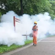 Chikungunya Virus: Symptoms, Risks, and How to Stay Safe from the Mosquito-Borne Threat