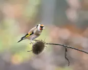 City Lights, Sleepless Nights: Urban Birds Forced into 200 Extra Waking Hours Annually by Light Pollution