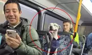 Clever Pup Takes Solo Bus Ride in Sydney: Search for Owner Underway