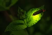 Climate Change Threatens Fireflies: Why This Summer Could Be Their Last