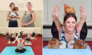 Cluck & Unwind: The Rise of Chicken Yoga as Britain's Most Unusual Stress-Buster