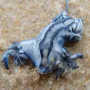 Costa del Sol Crackdown: Tourists Face Fines and Bans for Drunken Behaviour in Majorca and Ibiza