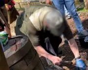 Cotswolds Crisis: Bibury Trout Farm Faces Animal Welfare Scandal After Shocking Investigation