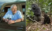 David Attenborough's New 'Parenthood' Series Delights Fans with Stunning Wildlife Footage