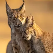 David Attenborough's Shocking New BBC Series Exposes Hidden Truths About Our Planet