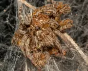 David Attenborough's Spine-Tingling New Nature Series: A Must-Watch for Wildlife Enthusiasts