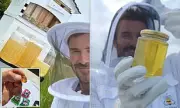 David Beckham's Sweet New Hobby: Beekeeping Buzz on World Honey Bee Day Amid Family Feud