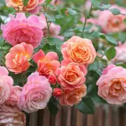 Deadhead Your Roses NOW: The Expert's Secret to Non-Stop Blooms All Summer Long