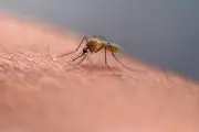 Deadly Chikungunya Virus Spreads via Mosquitoes in China – Symptoms and Risks Explained