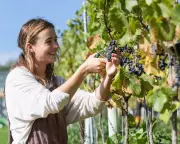 Discover the Best UK Vineyards: A Toast to England’s Finest Wines