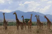 DNA Breakthrough: New Genetic Tool to Revolutionise African Elephant Conservation