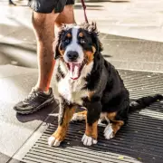 Dog Owner Reveals Crucial Reason Your Pup Shouldn't Sleep in Your Bed – Expert Warning
