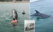 Dolphin Dating Secrets: How Male Dolphins Use 'Wingmen' to Woo Females, Groundbreaking Study Reveals