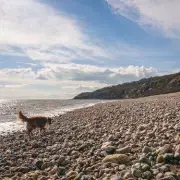 Dolphin Delight: UK's Secret Marine Paradise Just Minutes From Major City