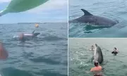 Dorset Dolphin Attack: Shocking Footage Shows Swimmers Brutally Harassing Reggie the Dolphin in Bournemouth Bay