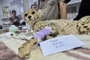 Dramatic Cheetah Cub Rescue: 18 Saved From Illegal Wildlife Trade In Somaliland