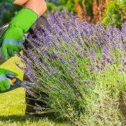 Expert Gardener Reveals the Secret to Perfect Lavender Blooms – Don’t Miss This Essential Tip!