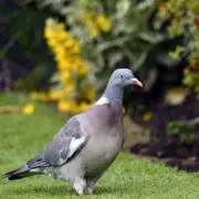 Expert Gardener's Secret: 7 Foolproof Ways to Banish Pigeons From Your Garden For Good