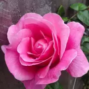 Expert Gardening Tips: The Best Time to Prune Roses and Wisteria for Stunning Blooms