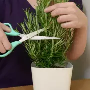 Expert Tips to Keep Your Rosemary Thriving After Pruning