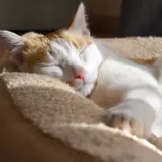 Family Stunned as Pet Flap Invites in a Parade of Wild Foxes and Badgers | UK Wildlife Encounter