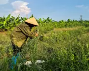 Farmers Forced Off Land for Trump Golf Course: A Tale of Displacement and Controversy