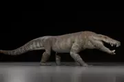 Fearsome 'River Boss' Crocodile Relative That Hunted Dinosaurs Discovered by UK Scientists
