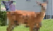 Flesh-Covered 'Zombie Deer' Spreading Across US as Gruesome Virus Mutates | Daily Mail Investigation