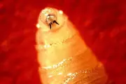 Flesh-Eating Screwworm Outbreak: First Deadly Human Case Confirmed in US