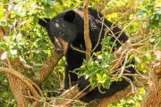 Florida Approves Controversial Black Bear Hunt Amid Rising Conflicts
