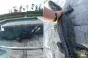 Florida Deputy Saves Stranded Alligator from Swimming Pool in Daring Rescue