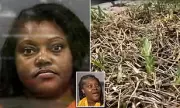 Florida Woman Jailed for Painting Brown Grass Green Amid HOA Dispute – Extreme Heat Sparks Bizarre Legal Battle