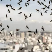Flying Ant Invasion: Brits Battle Swarms as Heatwave Triggers Annual 'Flying Ant Day'