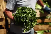 Forget Fad Diets: How This Humble Herb Could Be Your Secret Weapon Against Bloating and Weight Gain