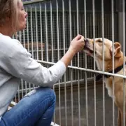 From Stray to Star: Heartwarming Tale of a Street Dog’s Incredible Transformation