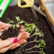 Gardeners Beware: Only One Method Truly Banishes Ivy for Good