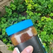 Gardeners, Rejoice! This Popular Drink Can Supercharge Your Plants