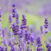 Gardeners' Secret: How a Simple Kitchen Ingredient Can Make Your Lavender Bloom Like Never Before