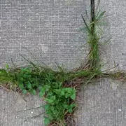 Gardener's Shocking Claim: Weeds Are Killing Off Plants – Here's How to Stop Them