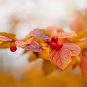 Gardeners' Urgent Warning: This One Simple Mistake Could Destroy Your Plants During Heatwave