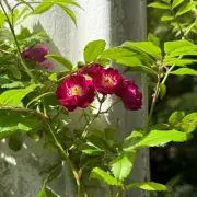 Gardeners Warned: Avoid These Common Mistakes When Planting Perennials This Autumn