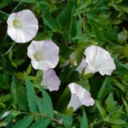 Gardeners Warned: Skip This Simple Task and Risk Ruining Your Plants