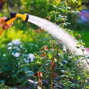 Gardening Expert Reveals Why You Should NEVER Water Plants in the Sun | UK Garden Myth Busted