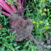 Gardening Experts Reveal: It's Not Too Late to Plant These Flowers for a Stunning Summer Display