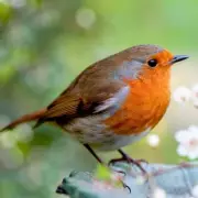 Gardening Experts Reveal Why You Should Never Throw Away Eggshells – A Must-Know Tip for Thriving Plants!