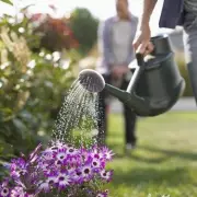 Gardening Experts Warn: Don’t Toss Those Dropped Leaves – They’re Gold for Your Garden!