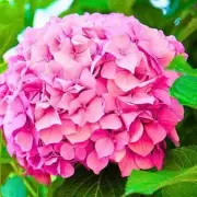 Gardening Hack: The One Simple Trick to Make Your Hydrangeas Fluffier and Perkier