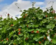 Gardening Heartbreak: Climate Crisis Ends 40-Year Streak of Successful Bean Harvests
