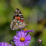 Gardening Secret: This Stunning Autumn Flower Keeps Your Garden Colourful Until Christmas